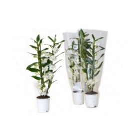 DENDROBIUM  M12-60cm. 2-vares BLANC