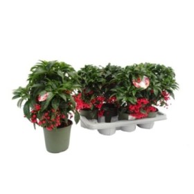 ARDISIA  M14 BOS PREMIUM