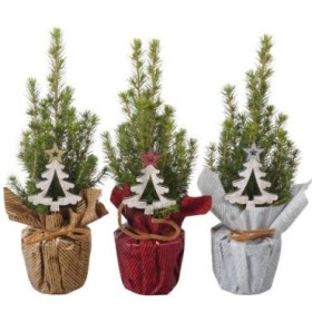 PICEA GLAUCA CONICA  M 9 papel + regalos