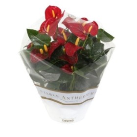 ANTHURIUM TARRINA 17 RED Royal Champion