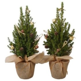 PICEA GLAUCA CONICA  M15- 45cm. JUTE+NEU