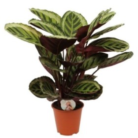 CALATHEA  M19  ROSEOPICTA ANGELA