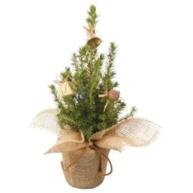 PICEA GLAUCA CONICA  M 9 YUTE + regals