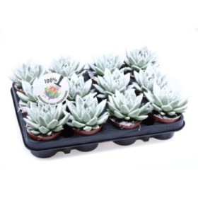 ECHEVERIA MIRANDA  M8.5 BIO NEU