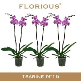 PHALAENOPSIS  M15-100cm. 2 VARES ROSA FLOR GRAN