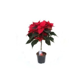 POINSETTIA COPA  M17- 60cm.