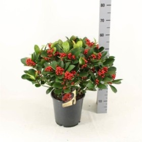 SKIMMIA JAPONICA M24 OBSESION