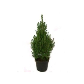 PICEA GLAUCA CONICA  M21- 80cm.