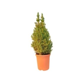 PICEA GLAUCA CONICA  M24-110cm.