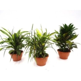 DRACENA MIX COMPOSICION 3 PLANTAS tarrina M20