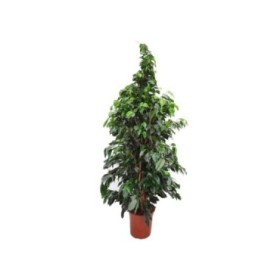 FICUS BENJ. DANIELE  M25-180cm.