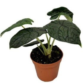 ALOCASIA  M14 MELO