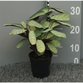 CTENANTHE AMAGRIS M12 H25