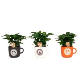 COFFEA ARABICA  M12 H35 CERAMICA