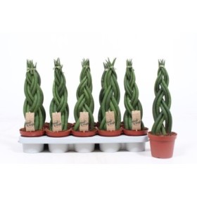 SANSIVIERIA CILINDRICA M12 BRAID