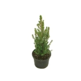 PICEA GLAUCA CONICA  M19- 40cm.