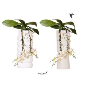 PHALAENOPSIS  M 9 KOLIBRI 2 VARES CASCADA CER WH