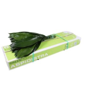 VERDES, ASPIDISTRA 70cm paq.x10