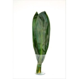 VERDES, CORDELYNE VERDE 80CM IMPORT x10