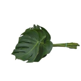 VERDES, MONSTERA MEDIANA 35cm paq.x10