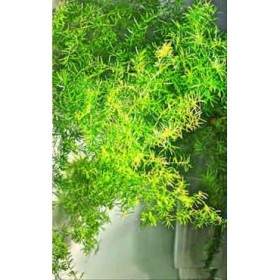 VERDES, SPRINGERI ESP. 70CM 10T NACIONAL