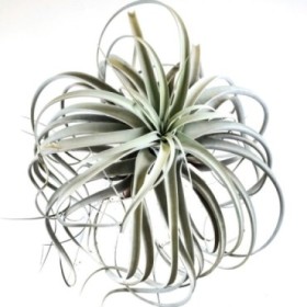 TILLANDSIA SUELTA GRANDE