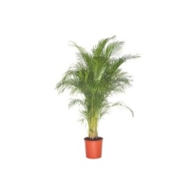 ARECA  M35-180cm.