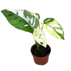 MONSTERA OBLIQUA  M11 15cm MONKEY LEAF Variegada