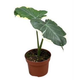 ALOCASIA  M11  MICKEY MOUSE variegada