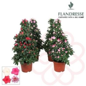 AZALEA PIRAMIDE M17- 75cm.