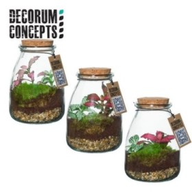 TERRARI PL MINI DECORUM D 9 IO