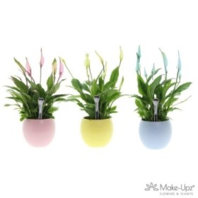 SPATHIPHYLLUM  M13 Make-upz COLORAMA  CERAMICA