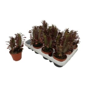 EUPHORBIA  M 9 (precio unidad)