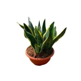 SANSEVIERIA  TARRINA 25   3 plantas