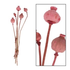 F.SECA, PAPAVER ROSA 64x15x8cm 5pc