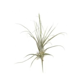 THILLANDSIA SUELTA Straminea XL