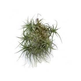 THILLANDSIA SUELTA Bergeri Caulescent XL