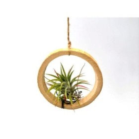 THILLANDSIA SUELTA Bamboo Ring