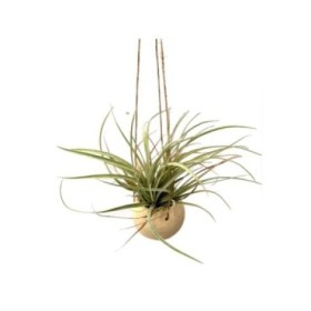 THILLANDSIA SUELTA Couroupita Pod Hander