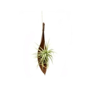 THILLANDSIA SUELTA Palm Pod Hander