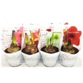 AMARYLLIS M13 2 FLORS ti sento