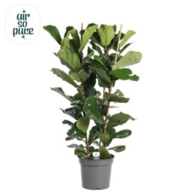 FICUS LYRATA  M35-150cm. grup3