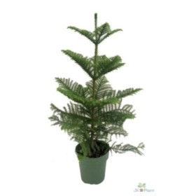 ARAUCARIA  M21 H100