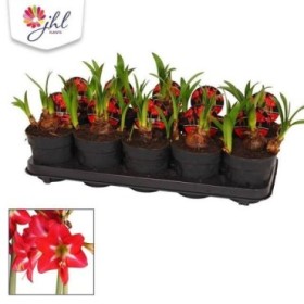 AMARYLLIS  M12 MULTI FLOWER Red Garden