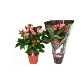 ANTHURIUM  M17 PINK EXPLOSION