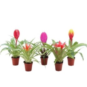 BROMELIA MINI MIX M 5.5