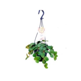 PEPEROMIA COLGAR  M14 HOPE