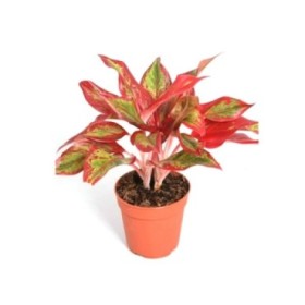 AGLAONEMA CRETE  M12-35cm. 'Flame'