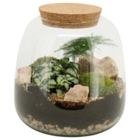 TERRARI PLANTA MINI D19 H20