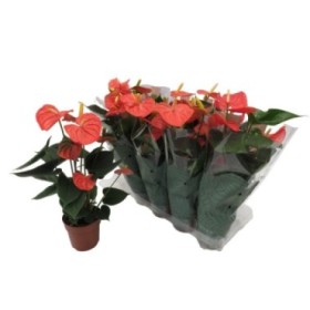 ANTHURIUM  M14 ATLAS TARONJA